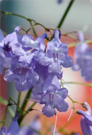 Jacaranda mimosifolia - Palisanderbaum | Palisanderholzbaum | Palisander - Baum, Topf 15 l, 150/175 cm