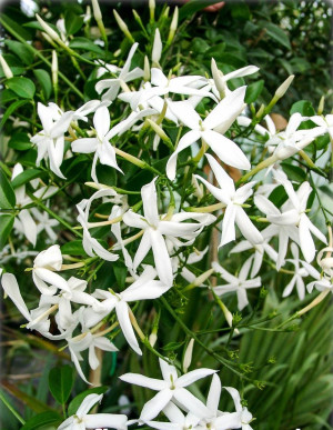 Jasminum azoricum - Azoren-Jasmin | Madeira-Jasmin - Kletterpflanze, Topf 5 l, 100/125 cm