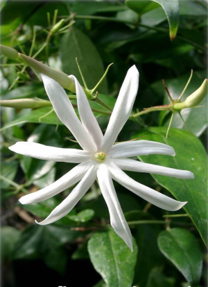Jasminum nitidum - Engelsflügel-Jasmin - Strauch, Topf 3 l, 20/40 cm
