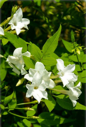 Jasminum officinale - Echter Jasmin (Pflanze) | Gewöhnlicher Jasmin - Kletterpflanze, Topf 9 l, 175/200 cm
