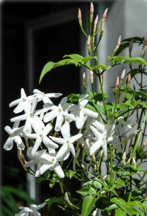 Jasminum polyanthum - Duft-Jasmin | Zimmer-Jasmin - Kletterpflanze, Topf 7 l, 90/110 cm
