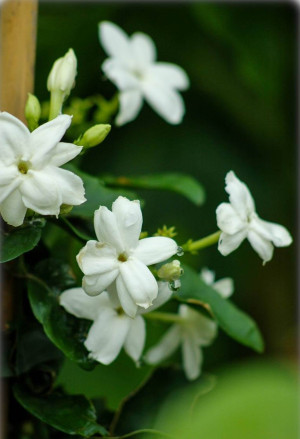 Jasminum sambac - Arabischer Jasmin - Kletterpflanze, Topf 12 l, 150/175 cm