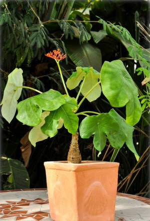 Jatropha podagrica - Flaschenpflanze | Rhabarber von Guatemala - Strauch, Topf 1 l, 10/20 cm