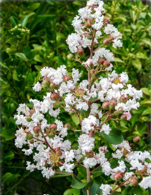 Lagerstroemia indica 'Alba' - Weiße Kreppmyrte | Kräuselmyrte | Indianerflieder | Indische Lagerströmie - Baum, 'Alba' (weiß), Topf 25 l, 200/250 c...
