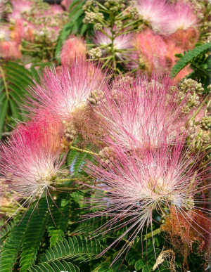 Albizia julibrissin - Seidenbaum | Schlafbaum - Baum, Topf 50 l, 250/300 cm, StU 10-12cm (XXL)
