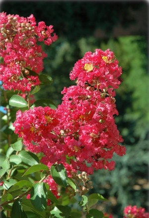 Lagerstroemia indica 'Rubra' - Rote Kreppmyrte | Kräuselmyrte | Indianerflieder | Indische Lagerströmie - Baum, 'Rubra Magnifica', Topf 18 l, 200/2...