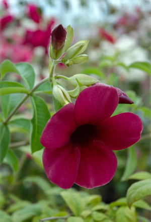 Allamanda blanchetii - Violette Allamanda | Dschungelglocke - Kletterpflanze, Topf 2 l, 30/50 cm