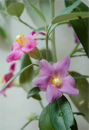 Lagunaria patersonii - Norfolk-Hibiskus | Norfolk-Eibisch - Strauch, Topf 3 l, 150/175 cm