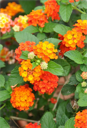 Lantana camara - Wandelröschen - Stämmchen, Gelb, Topf 9 l, 70/90 cm