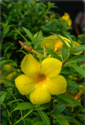 Allamanda cathartica - Goldtrompete - Strauch, Topf 3 l, 30/50 cm