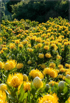 Leucospermum cordifolium 'Yellow Carnival' - Nadelkissen - Strauch, 'Carnival Coast', Topf 3 l, 30/50 cm