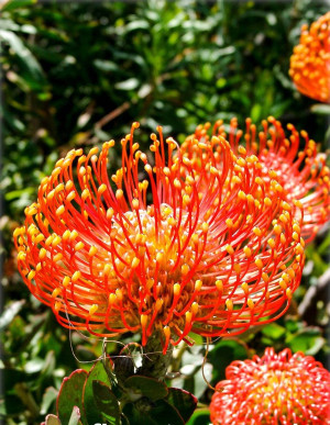 Leucospermum cordifolium - Nadelkissen - Strauch, 'Ayoba PI', Topf 3 l, 40/60 cm