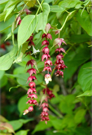 Leycesteria formosa - Karamelbeere | Lakritzpflanze | Schöne Leycesterie | Buntdachblume - Strauch, Topf 3 l, 60/80 cm