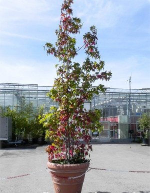 Liquidambar styraciflua - Amerikanischer Amberbaum | Seestembaum - Baum, Topf 15 l, 175/200 cm (XXL)