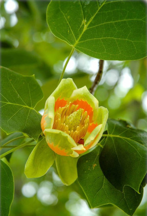 Liriodendron tulipifera - Tulpenbaum - Baum, Topf 40 l, 300/350 cm, StU 10-12cm (XXL)