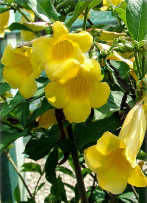 Allamanda schottii - Strauch-Goldtrompete - Kletterpflanze, Topf 3 l, 40/60 cm