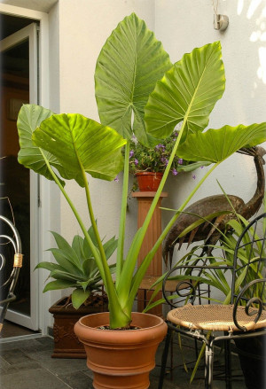 Alocasia macrorrhiza - Elefantenohr | Alokasie | Pfeilblatt | Riesen-Taro - Staude, Topf 7 l, 60/80 cm