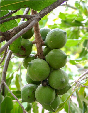 Macadamia integrifolia - Macadamia-Nuss (Pflanze) | Macadamiabaum | Queensland-Nuss (Pflanze) - Baum, bereits geblüht, Topf 12 l, 175/200 cm, StU 0...