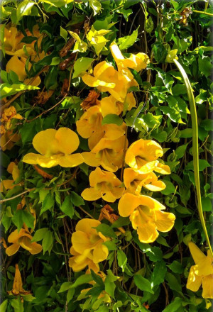Macfadyena unguis-cati, Dolichandra unguis-cati - Katzenkralle - Kletterpflanze, Topf 3 l, 60/80 cm