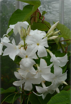 Mandevilla laxa - Chilenischer Jasmin - Kletterpflanze, eintriebig, Topf 3 l, 50/70 cm