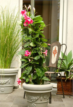 Mandevilla x amabilis 'Alice du Pont' - Mandeville | Dipladenie - Kletterpflanze, 'Alice du Pont', Topf 5 l, 80/100 cm