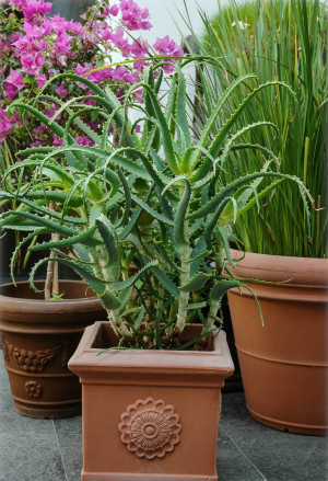 Aloe arborescens - Kandelaber-Aloe - Strauch, Topf 3 l, 30/50 cm