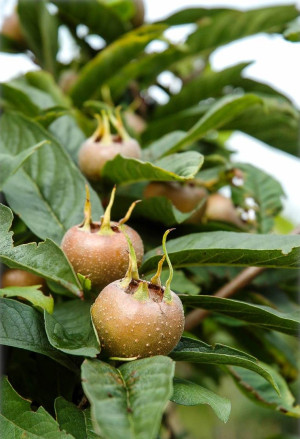 Mespilus germanica - Echte Mispel - Baum, Topf 3 l, 100/125 cm