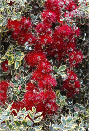 Metrosideros excelsa 'Variegata' - Buntlaubiger Eisenholzbaum | Pohutukawa | Neuseeländischer Weihnachtsbaum - Strauch, 'Variegatum', Topf 2 l, 20/...