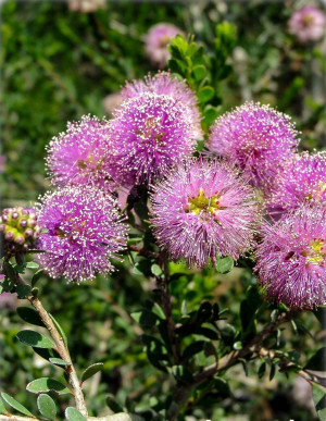 Melaleuca acuminata - Myrtenheide - Strauch, Topf 3 l, 50/70 cm