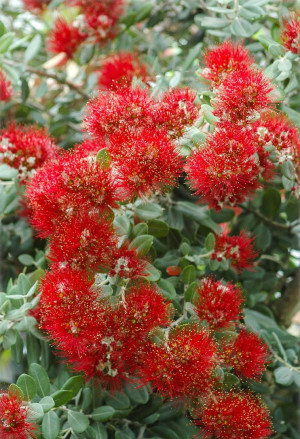 Metrosideros excelsa - Eisenholzbaum | Pohutukawa | Neuseeländischer Weihnachtsbaum - Strauch, Topf 7 l, 50/70 cm