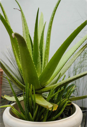 Aloe vera - Echte Aloe - Sukkulente, Topf 3 l, 20/40 cm