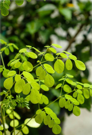 Moringa oleifera - Meerrettichbaum | Behennussbaum | Trommelstockbaum | Behenbaum - Baum, Topf 2 l, 60/80 cm