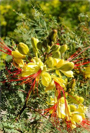 Caesalpinia gilliesii - Paradiesvogelbusch - Baum, Topf 3 l, 40/60 cm