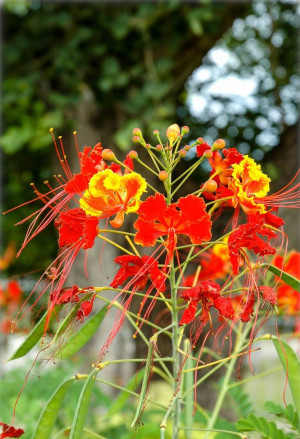 Caesalpinia pulcherrima - Stolz von Barbados | Pfauenstrauch - Strauch, Topf 3 l, 20/40 cm