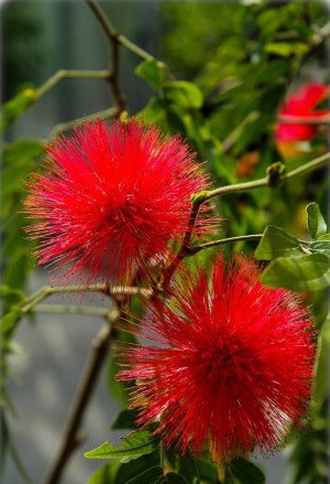 Calliandra haematocephala - Roter Puderquastenstrauch - Strauch, Topf 3 l, 50/70 cm
