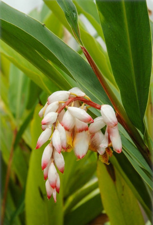 Alpinia zerumbet - Muschelingwer - Staude, 'Variegata', Topf 7 l, 70/90 cm