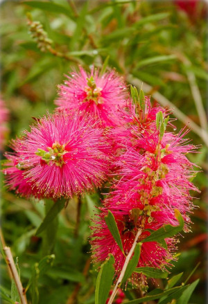 Callistemon citrinus 'Perth Pink' - Rosa Zylinderputzer | Pfeifenputzer | Lampenputzer - Strauch, 'Perth Pink', Topf 9 l, 50/70 cm