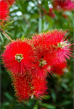 Callistemon citrinus - Karminroter Zylinderputzer | Pfeifenputzer | Lampenputzer - Strauch, Topf 3 l, 20/40 cm
