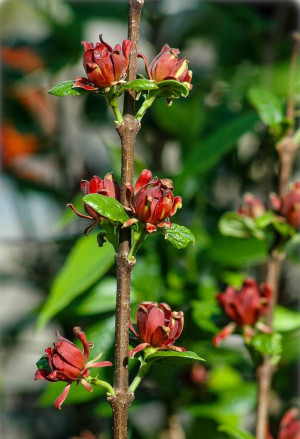 Calycanthus floridus - Gewürzstrauch | Echter Gewürzstrauch - Strauch, Topf 3 l, 70/90 cm