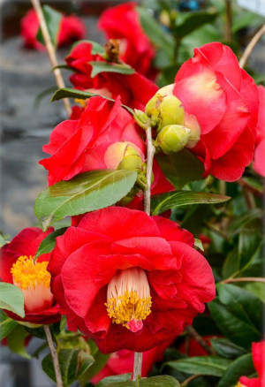 Camellia japonica 'Adolphe Audusson' - Kamelie - Strauch, 'Adolphe Audusson', Topf 3 l, 40/60 cm