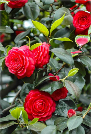 Camellia japonica 'Black Lace' - Kamelie - Strauch, 'Black Lace', Topf 50 l, 125/150 cm (XXL)