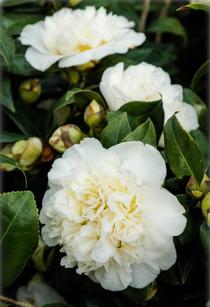 Camellia japonica 'Brushfield Yellow' - Kamelie - Strauch, 'Brushfield Yellow', Topf 2 l, 30/50 cm