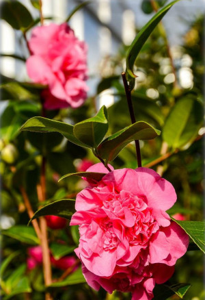 Camellia japonica 'Debbie' - Kamelie - Strauch, 'Debbie', Topf 5 l, 60/80 cm
