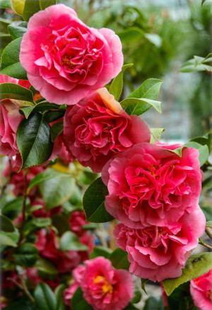 Camellia japonica 'Kramer 's Supreme' - Kamelie - Strauch, 'Kramers Supreme', Topf 3 l, 50/70 cm