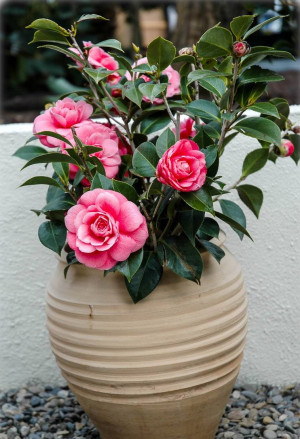 Camellia japonica 'Mrs. Tingley' - Kamelie - Strauch, 'Mrs Tingley', Topf 3 l, 50/70 cm
