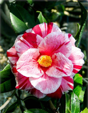 Camellia japonica 'Oki-No-Nami' - Kamelie - Strauch, 'Oki-no-Nami', Topf 3 l, 40/60 cm