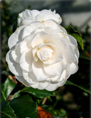 Camellia japonica 'Perfection White' - Kamelie - Strauch, 'Perfection White', Topf 5 l, 40/60 cm