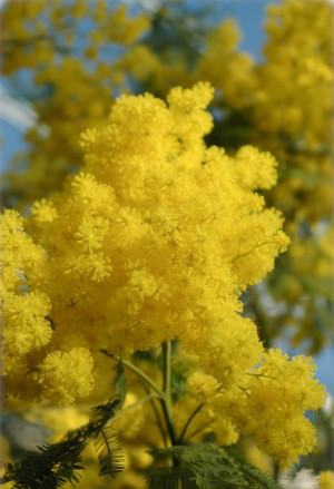 Acacia dealbata - Silber-Akazie | Gelbe Mimose - Stämmchen, Topf 7 l, 80/100 cm