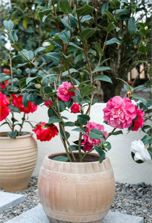 Camellia japonica 'R.L. Wheeler' - Kamelie - Strauch, 'R.L. Wheeler', Topf 7 l, 70/90 cm