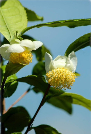 Camellia sinensis - Echter Tee (Pflanze) | Teestrauch | Schwarzer Tee - Strauch, 'Yukina', Topf 3 l, 20/40 cm